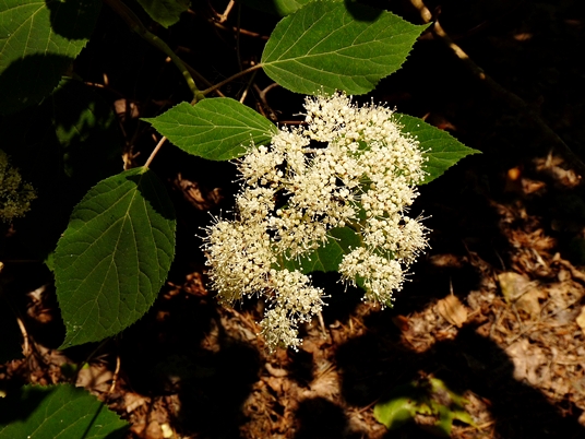 {Hydrangea arborescens}